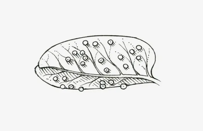 Framed Print : Black and white illustration of a leaf covered in insect eggs Framed Print : Black and white illustration of a leaf covered in insect eggs