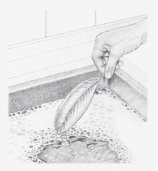 Black and white illustration of a leaf preserved in glycerine being dipped into a bowl of water containing a mild detergent