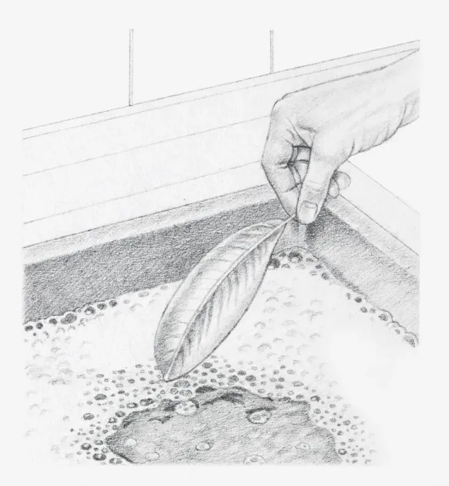 Framed Print : Black and white illustration of a leaf preserved in glycerine being dipped into a bowl of water containing a mild detergent Framed Print : Black and white illustration of a leaf preserved in glycerine being dipped into a bowl of water containing a mild detergent