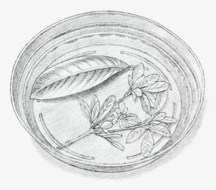 Framed Print : Black and white illustration of leaves being preserved in a dish containing a mixture of glycerine and water
