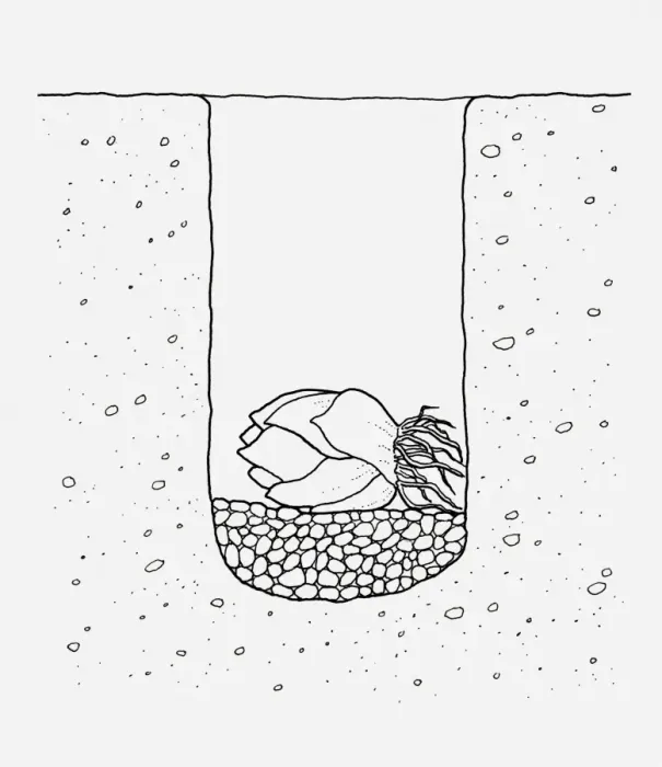 Framed Print : Black and white illustration of lily bulb planted in the ground on a layer of gravel