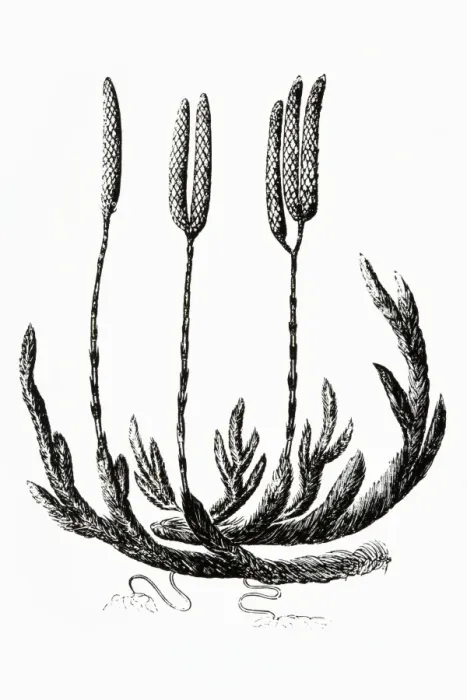 Framed Print : Black and white illustration of Lycopodium clavatum (Club moss) Framed Print : Black and white illustration of Lycopodium clavatum (Club moss)