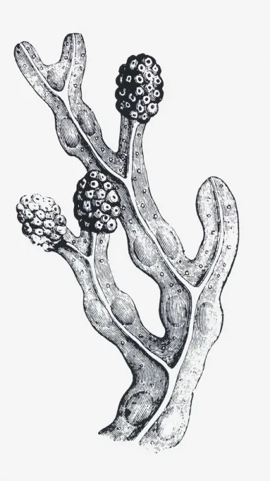 Framed Print : Black and white illustration of a mature Fucus vesiculosus (Bladderwrack) with swollen tips, containing reproductive organs Framed Print : Black and white illustration of a mature Fucus vesiculosus (Bladderwrack) with swollen tips, containing reproductive organs