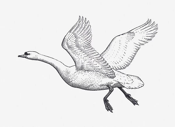 Black and white illustration of Mute Swan (Cygnus olor) in flight