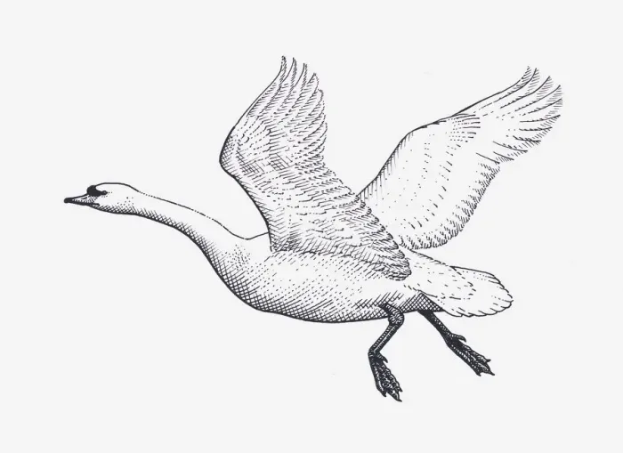 Framed Print : Black and white illustration of Mute Swan (Cygnus olor) in flight Framed Print : Black and white illustration of Mute Swan (Cygnus olor) in flight