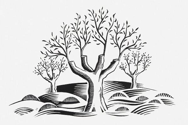 Black and white illustration of new shoots growing from pruned trees