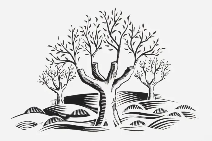 Framed Print : Black and white illustration of new shoots growing from pruned trees Framed Print : Black and white illustration of new shoots growing from pruned trees