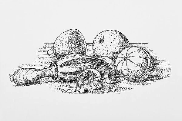 Black and white illustration of old fashioned juicer with oranges, peel, pips, and sliced lemon