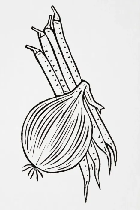 Framed Print : Black and white illustration of onion and runner beans Framed Print : Black and white illustration of onion and runner beans