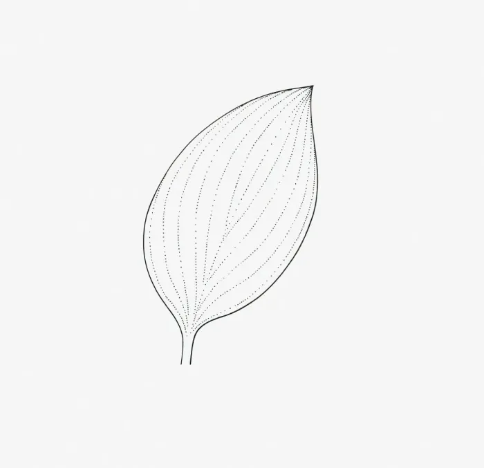 Framed Print : Black and white illustration of ovate form Hosta leaf Framed Print : Black and white illustration of ovate form Hosta leaf