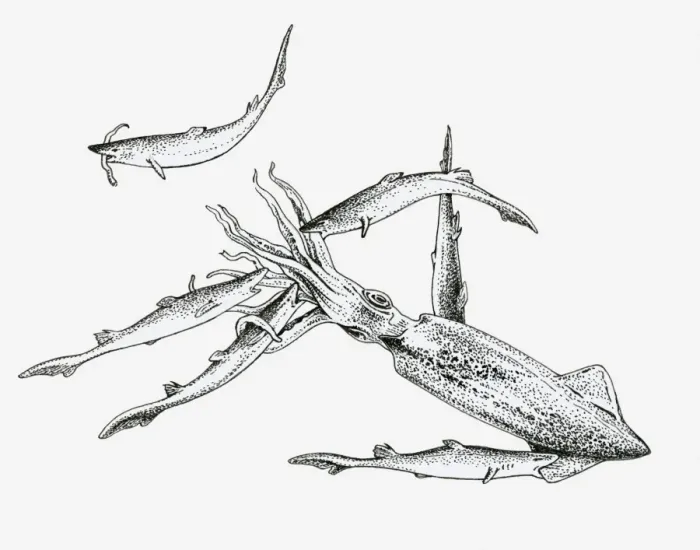 Framed Print : Black and white illustration of a pack of dogfish sharks hunting a squid Framed Print : Black and white illustration of a pack of dogfish sharks hunting a squid