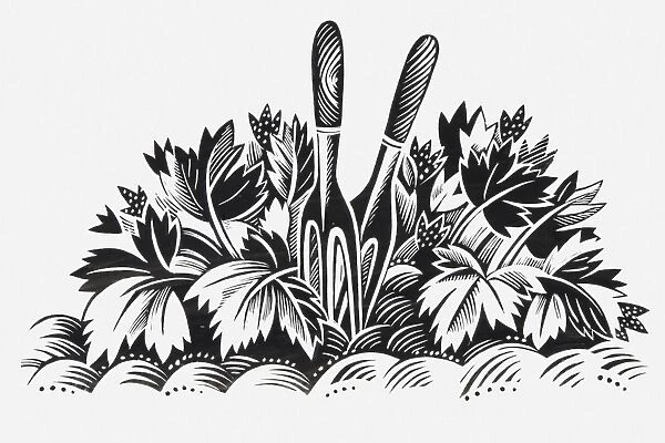 Black and white illustration of pair of garden forks amongst plants