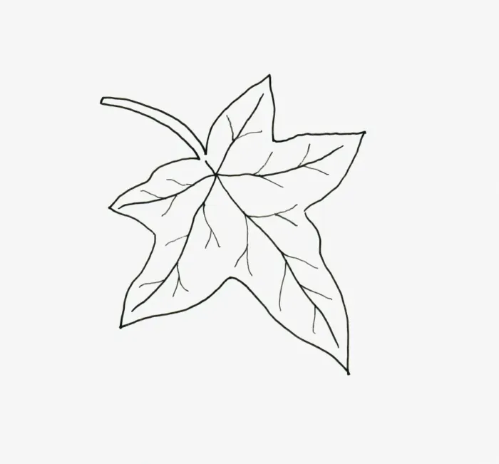 Framed Print : Black and white illustration of palmate Hedera (Ivy) leaf