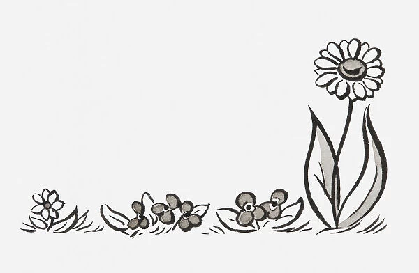 Black and white illustration of pansies and other flowers in a row