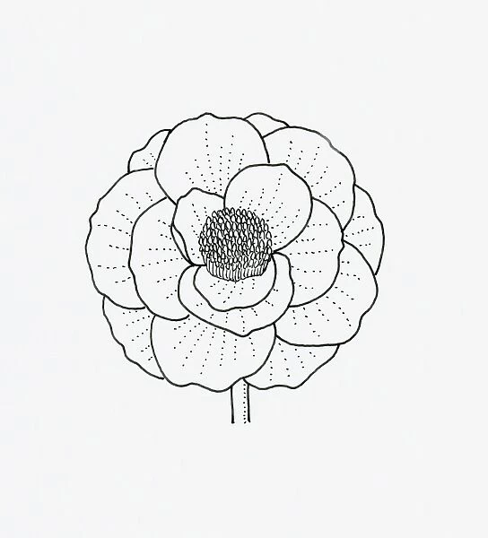 Black and white illustration of papaver (poppy) flower head