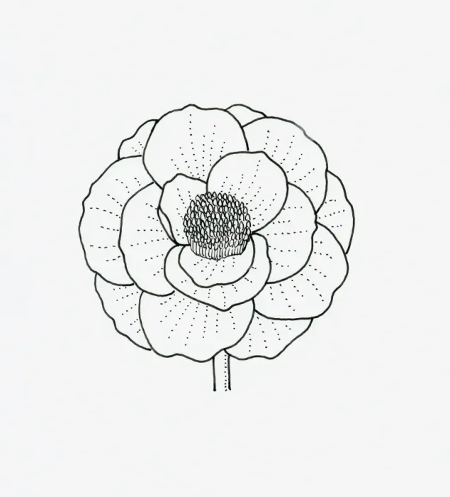 Framed Print : Black and white illustration of papaver (poppy) flower head