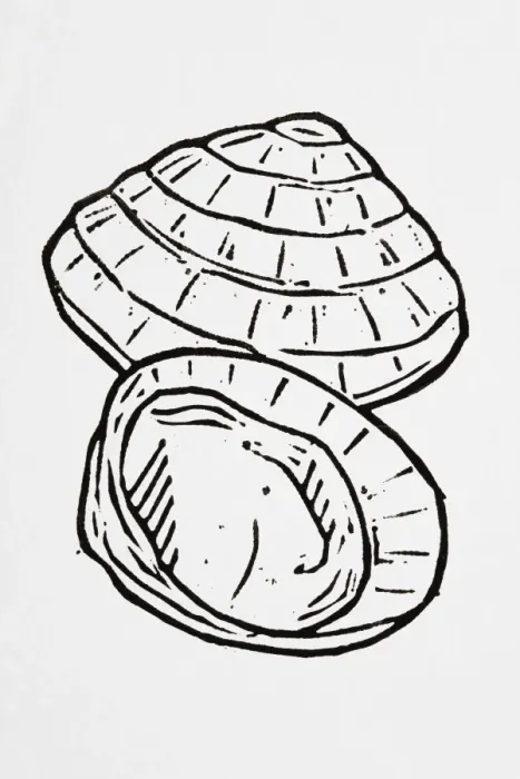 Framed Print : Black and white illustration of two parts of seashell Framed Print : Black and white illustration of two parts of seashell