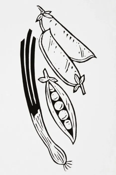 Framed Print : Black and white illustration of pea pods and spring onion Framed Print : Black and white illustration of pea pods and spring onion