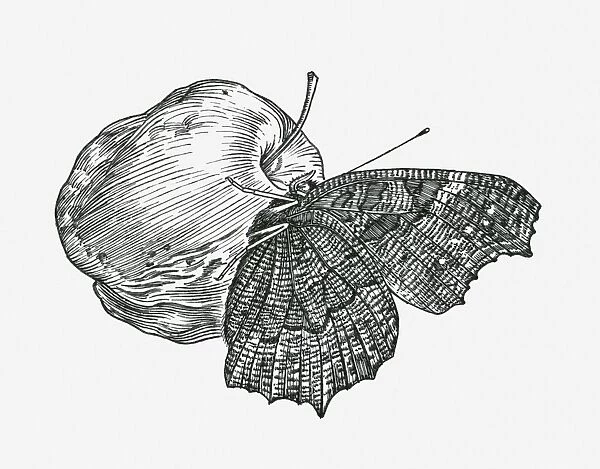 Black and white illustration of Peacock butterfly (Inachis io) feeding on an apple
