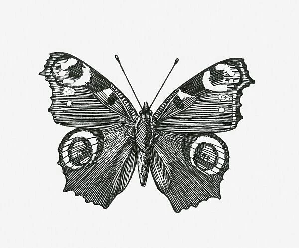 Black and white illustration of Peacock butterfly (Inachis io) with wings spread