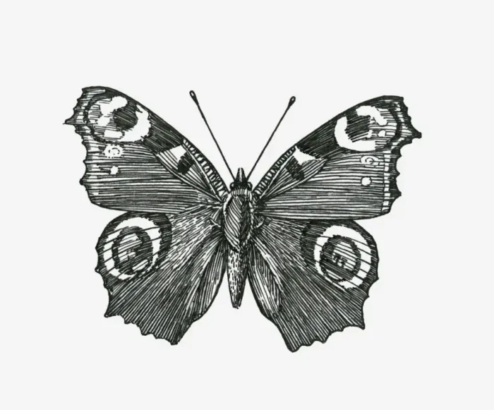 Framed Print : Black and white illustration of Peacock butterfly (Inachis io) with wings spread Framed Print : Black and white illustration of Peacock butterfly (Inachis io) with wings spread