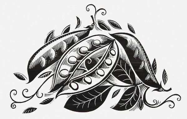Black and white illustration of peas in pods
