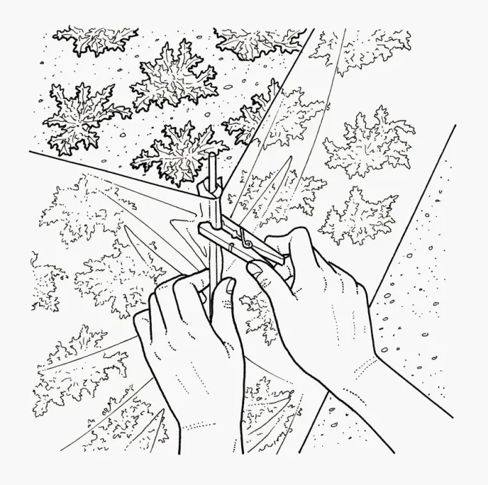 Framed Print : Black and white illustration of pegging polythene barrier to protect young carrots from pests Framed Print : Black and white illustration of pegging polythene barrier to protect young carrots from pests