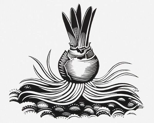 Black and white illustration of plant bulb