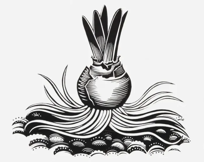 Framed Print : Black and white illustration of plant bulb Framed Print : Black and white illustration of plant bulb