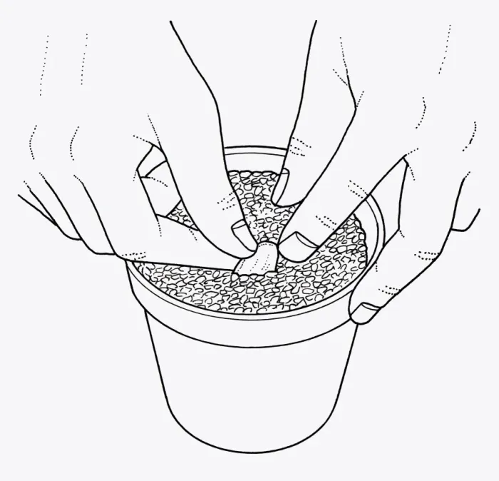 Framed Print : Black and white illustration of how to plant lily scale in compost post Framed Print : Black and white illustration of how to plant lily scale in compost post