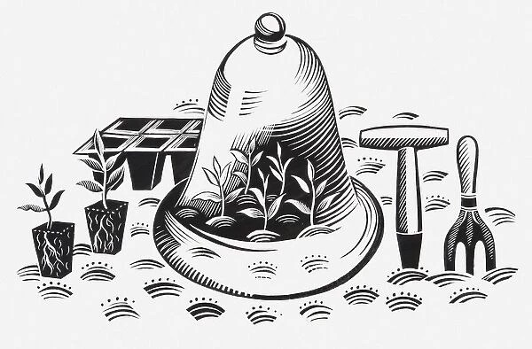 Black and white illustration of plants under cloche, a module tray, plug plants, and gardening tools