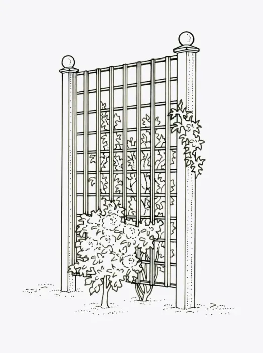 Framed Print : Black and white illustration of plants growing on both sides of trellis fence panel used as screen p Framed Print : Black and white illustration of plants growing on both sides of trellis fence panel used as screen p
