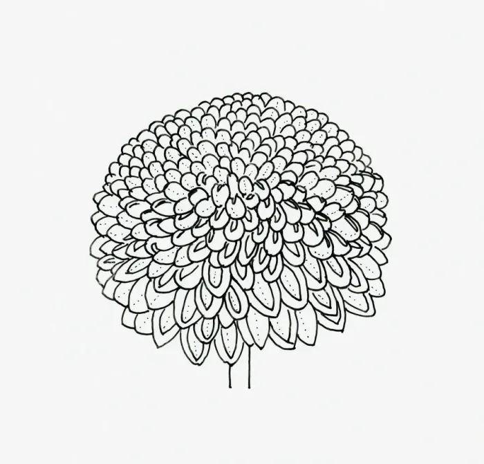 Framed Print : Black and white illustration pompon Chrysanthemum flower head Framed Print : Black and white illustration pompon Chrysanthemum flower head