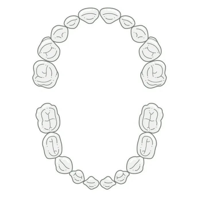 Framed Print : Black and white illustration of primary teeth Framed Print : Black and white illustration of primary teeth