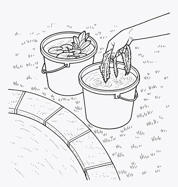 Black and white illustration of putting aquatic pond weed and water lily in bucket at edge of pond