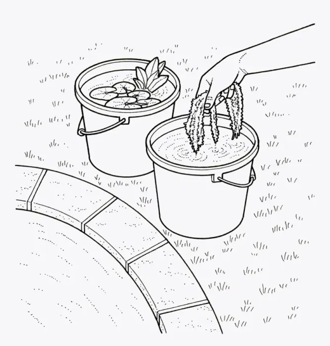 Framed Print : Black and white illustration of putting aquatic pond weed and water lily in bucket at edge of pond Framed Print : Black and white illustration of putting aquatic pond weed and water lily in bucket at edge of pond