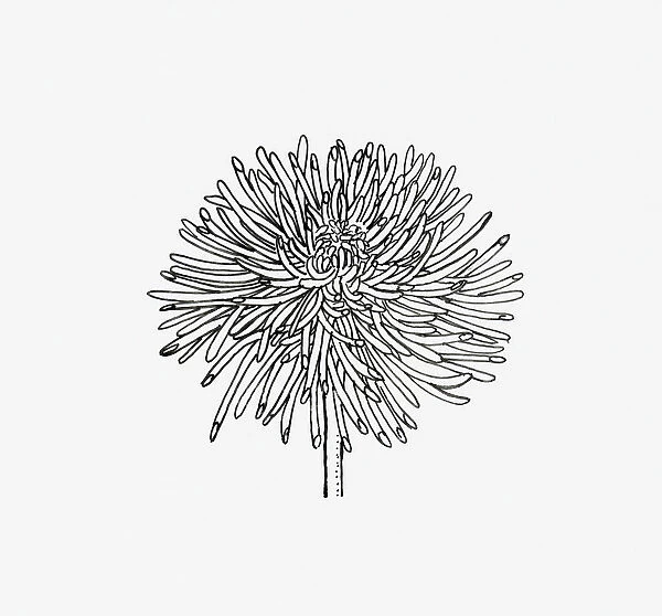 Black and white illustration of quill Chrysanthemum flower head