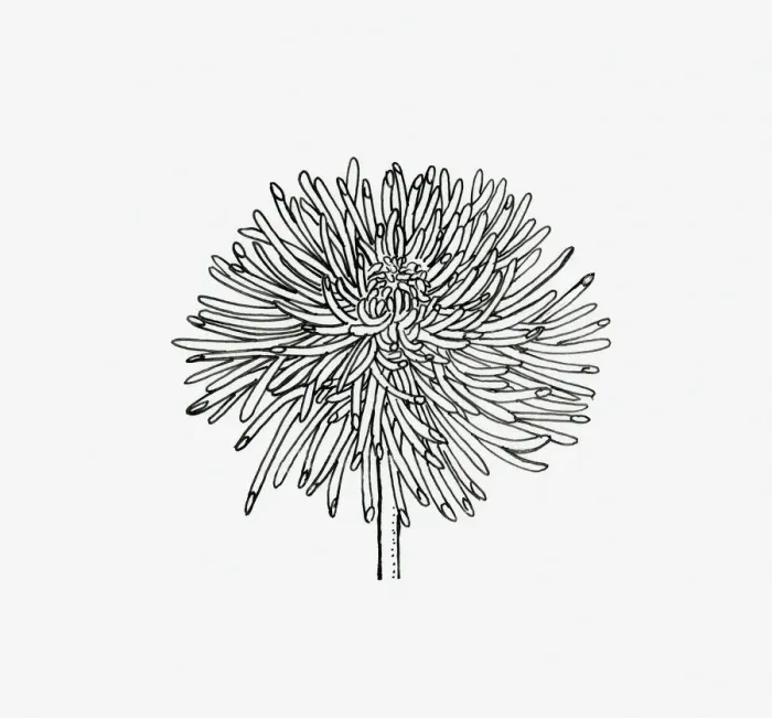 Framed Print : Black and white illustration of quill Chrysanthemum flower head Framed Print : Black and white illustration of quill Chrysanthemum flower head