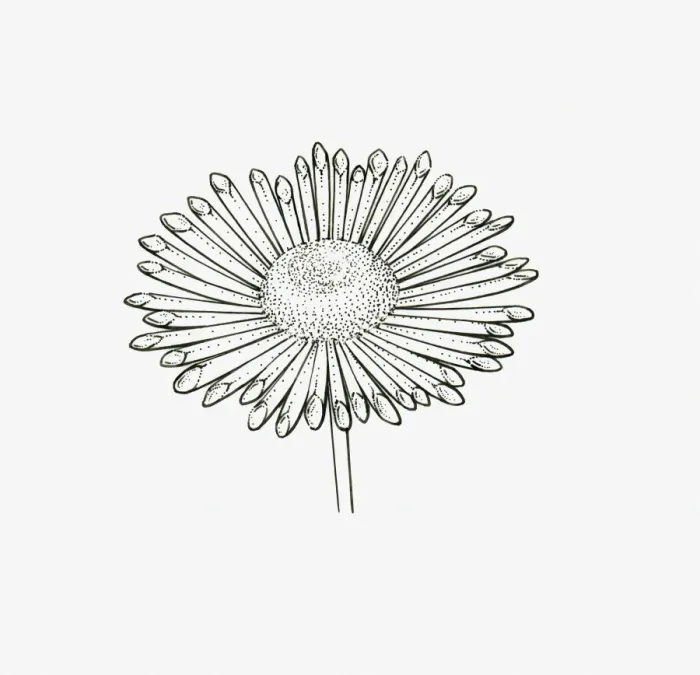 Framed Print : Black and White Illustration quill-shaped Chrysanthemum flower head Framed Print : Black and White Illustration quill-shaped Chrysanthemum flower head