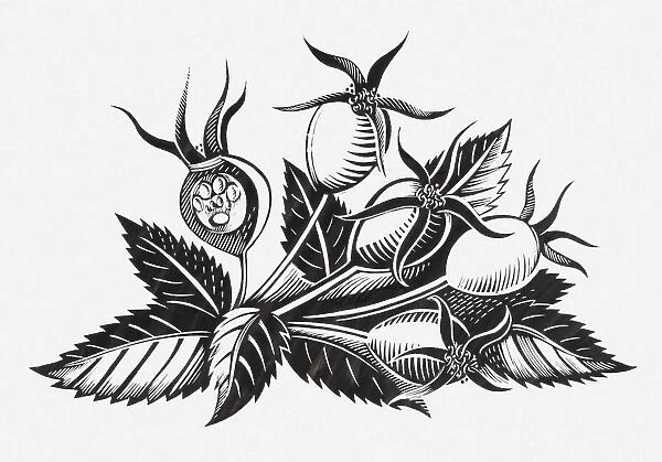 Black and white illustration of rose hips and leaves