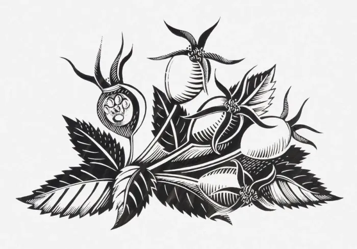 Framed Print : Black and white illustration of rose hips and leaves Framed Print : Black and white illustration of rose hips and leaves