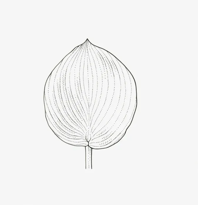 Framed Print : Black and white illustration of rounded form Hosta leaf Framed Print : Black and white illustration of rounded form Hosta leaf