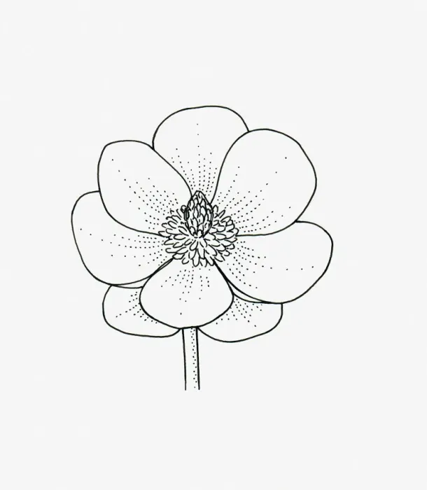 Framed Print : Black and white illustration of saucer-shaped Magnolia flower head Framed Print : Black and white illustration of saucer-shaped Magnolia flower head