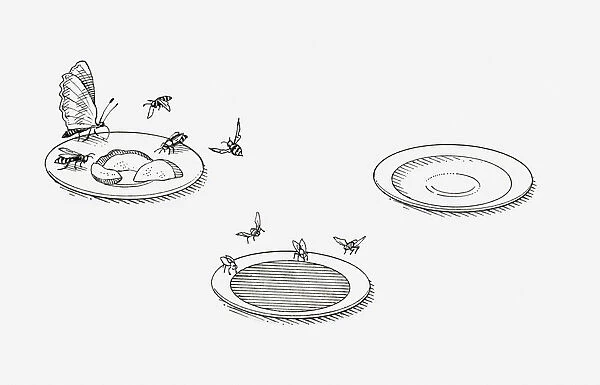 Black and white illustration of three saucers showing how different types of food attract different insects