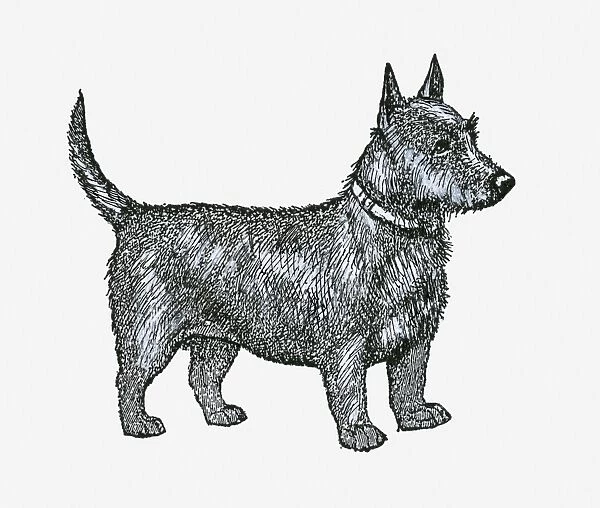 Black and white illustration of a Scottish Terrier