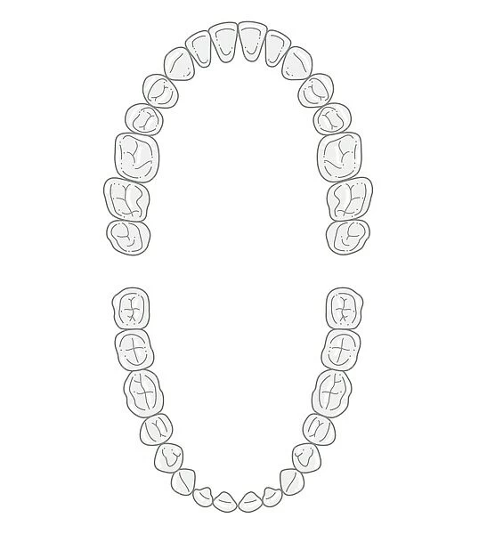 Black and white illustration of secondary teeth