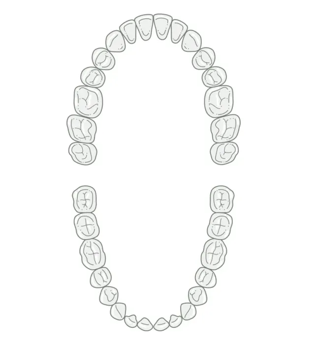 Framed Print : Black and white illustration of secondary teeth Framed Print : Black and white illustration of secondary teeth