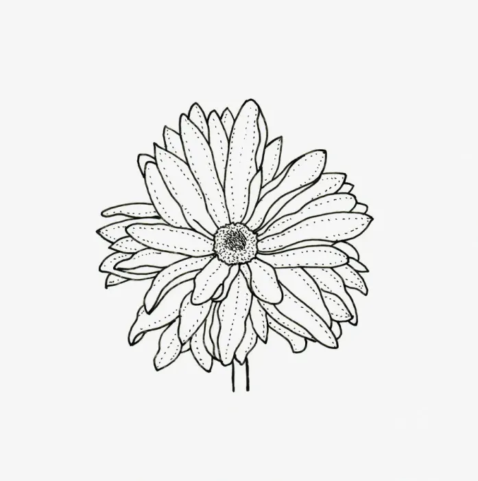 Framed Print : Black and white illustration of semi double Chrysanthemum flower head