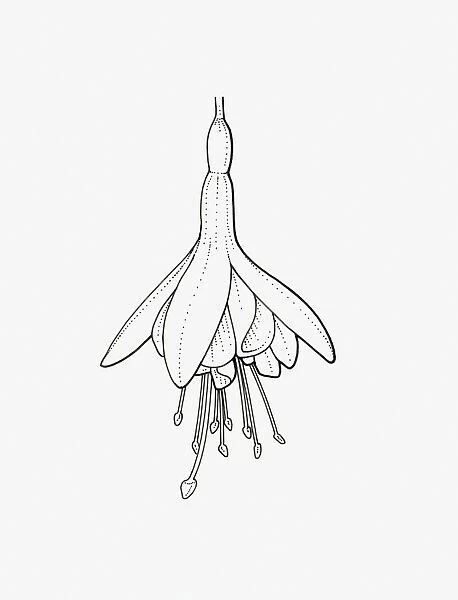 Black and White Illustration of semi-double Fuchsia flower head
