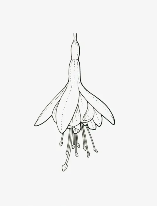 Framed Print : Black and White Illustration of semi-double Fuchsia flower head Framed Print : Black and White Illustration of semi-double Fuchsia flower head
